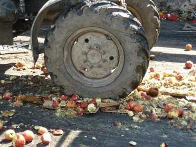 В Брянской области раздавили трактором 22 тонны яблок
