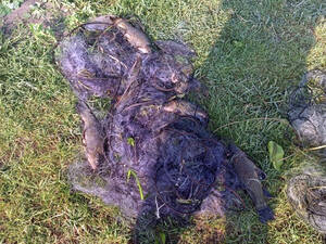 В Брянской области на браконьеров завели 18 уголовных дел