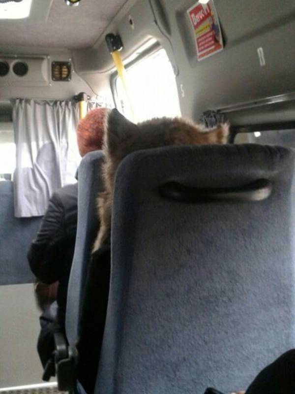 Пассажира с головой кота сфотографировали в брянской маршрутке