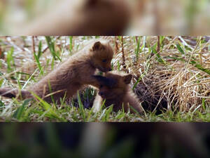 «Огненный лис» брянских режиссёров получил спецприз премии РГО