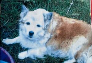 Третью неделю бабушка приезжает в Брянск, чтобы найти свою собачку