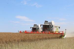 Аграрии Комаричского района успешно справляются с погодными вызовами