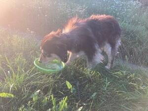 Операция «Собака из колодца»: новозыбковские спасатели вызволили питомца