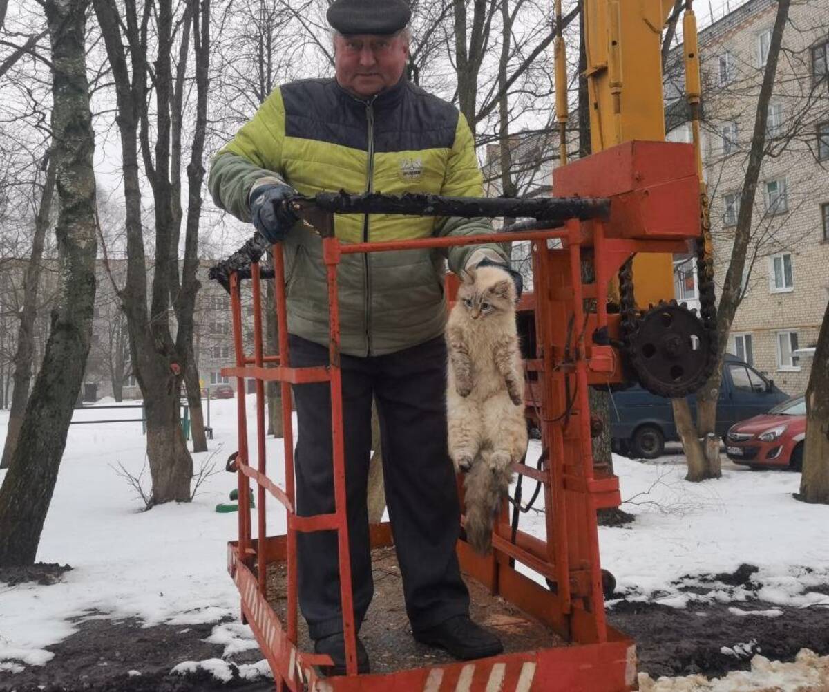 В Стародубе спасли застрявшего на дереве кота