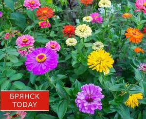 Синоптики: пик похолодания в Брянской области пройден