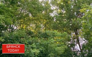 Суд рассмотрит дело о незаконной охоте в Карачевском районе