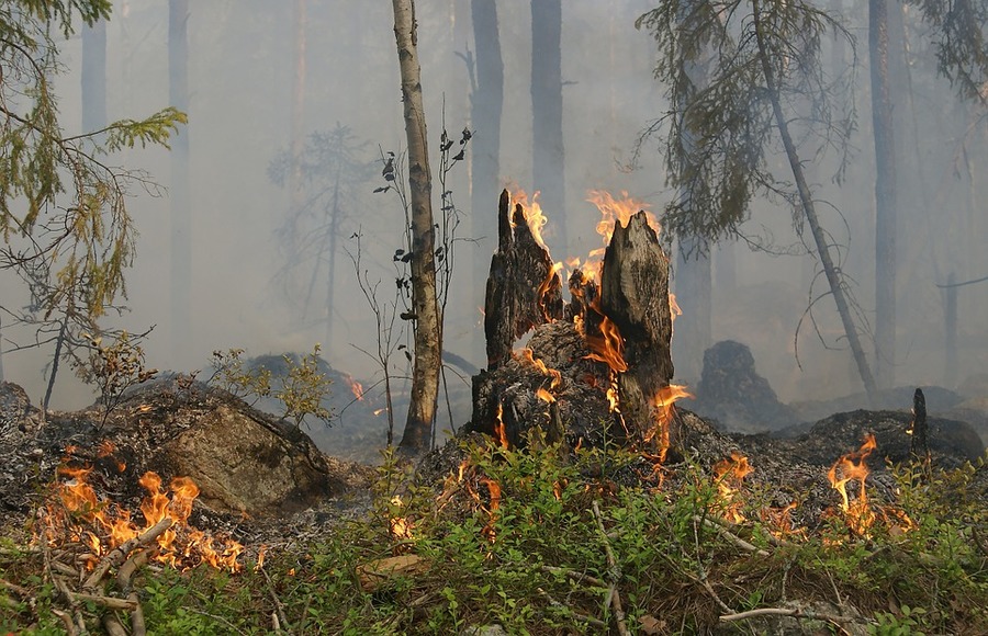 В Брянской области установился высокий уровень пожарной опасности