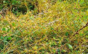 Россельхознадзор расширил карантинную зону в Брянской области из-за обнаружения опасного сорняка