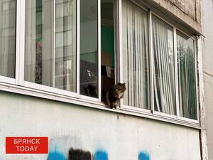 Владельцев собак и кошек в Брянской области могут обязать регистрировать питомцев