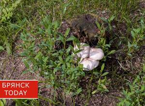 Роспотребнадзор: в Трубчевском районе семья насмерть отравилась грибами