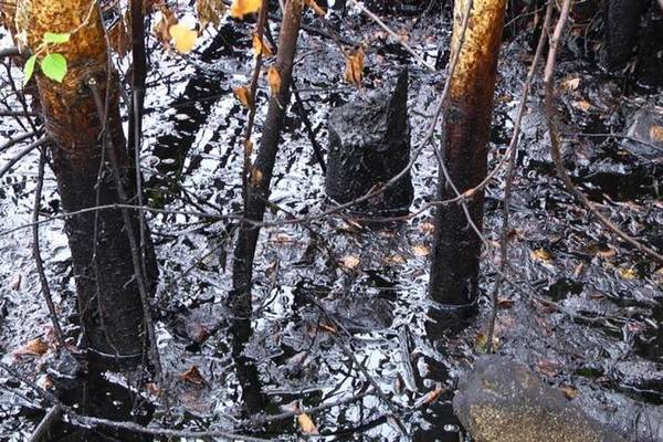 В брянском лесу обнаружили нефтяное пятно