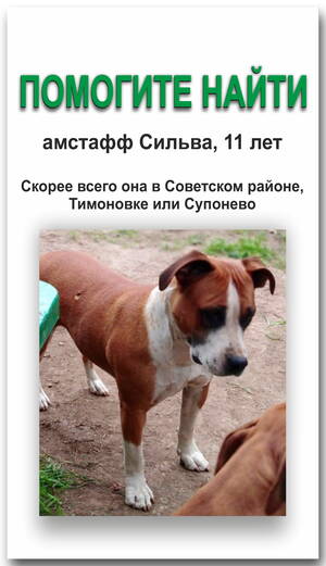 В Брянске продолжаются поиски пропавшей 11-летней собаки породы амстафф