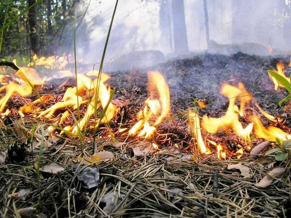 В России хотят в 10 раз увеличить штраф за нарушение пожарной безопасности в лесу