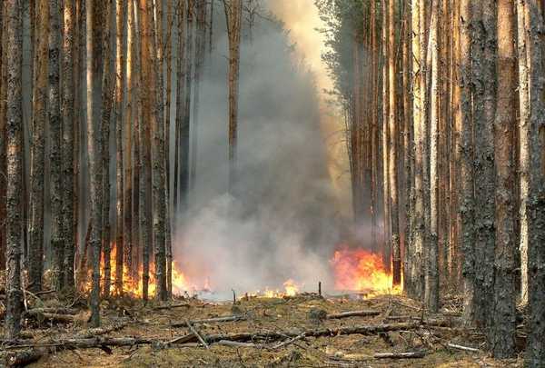 В Брянской области из-за адской жары горит лес