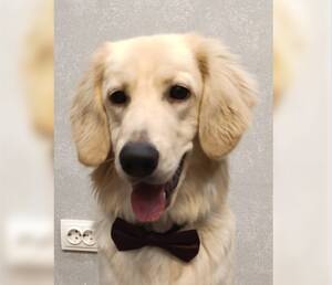 В Брянской области пропала собака после ДТП