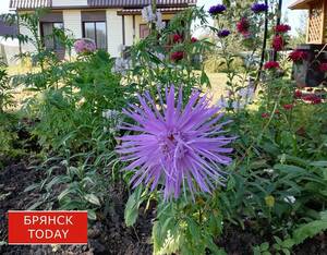 Брянцам пообещали, что лето не уйдёт по-английски