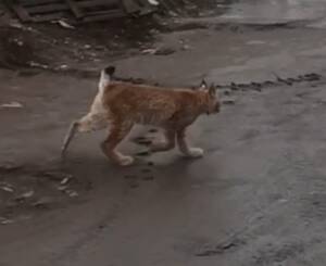 В Брянске заметили гуляющую по городу рысь