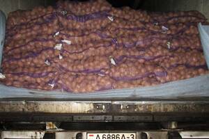 Брянские инспекторы вернули в Беларусь 21 тонну картофеля