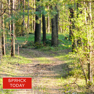 Полсотни экологических преступлений зарегистрировали на Брянщине за год