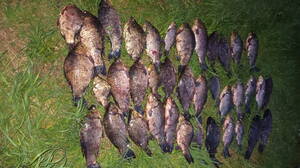 В Красногорском районе браконьер поймал 38 карасей