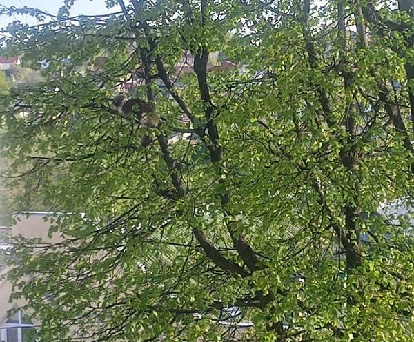 В Брянске смелый парень спас с огромного дерева орущего кота