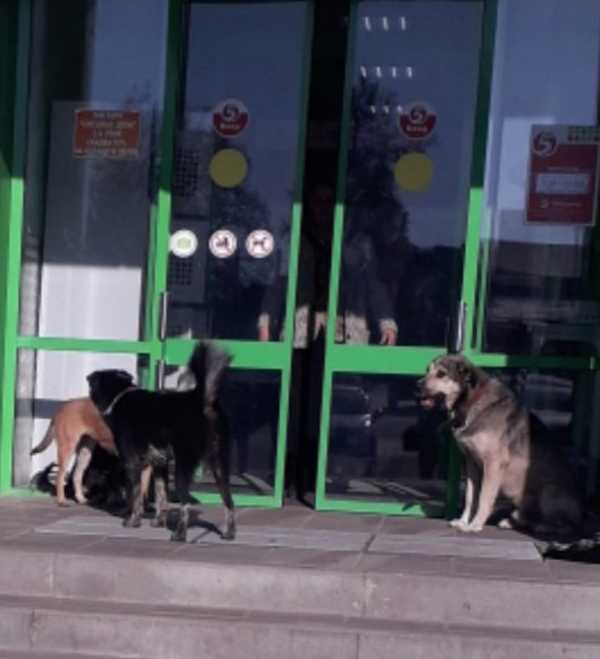 В поселке Локоть бродячие собаки оккупировали магазин «Пятерочка»