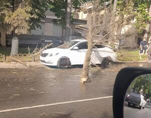 В Брянске на улице Куйбышева дерево рухнуло на автомобиль