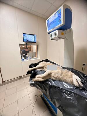 В Брянске разгорелись споры из-за застреленного Барсика