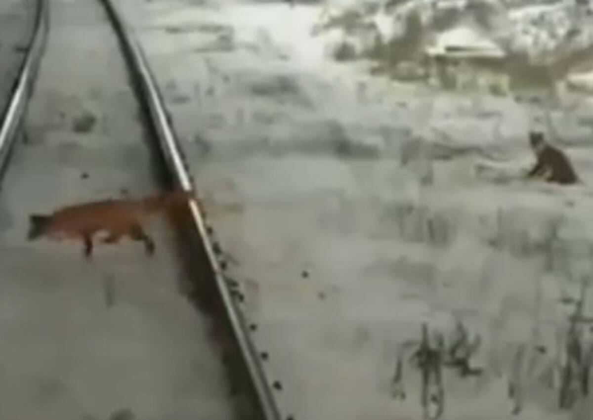 В Брянске 2 лисы устроили охоту на мышь на железной дороге