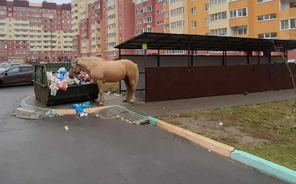 В Брянске возле помойки лошадь едва не убила пенсионерку