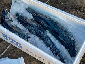 Брянские таможенники перехватили 9,5 тонн контрабандного лосося