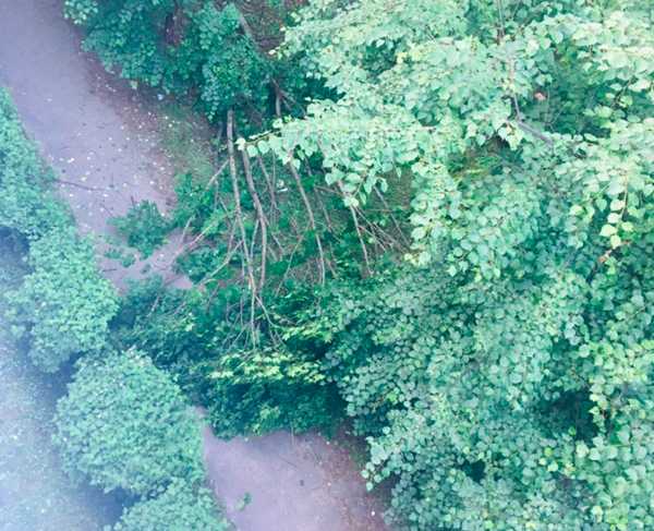 В Брянске у школы №60 на тротуар рухнуло дерево