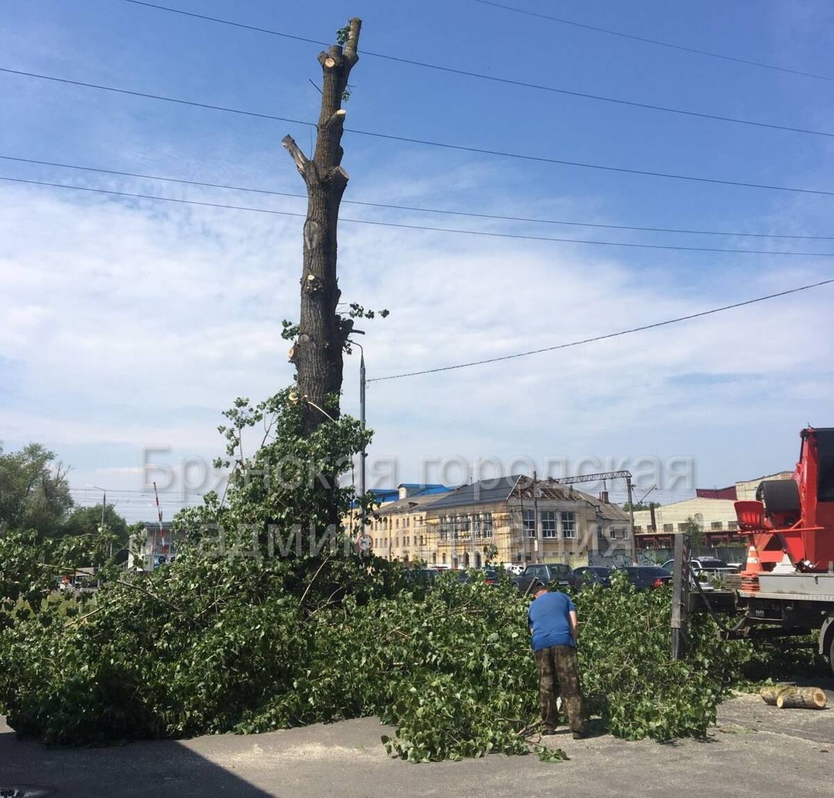 Аварийный тополь. Тополь в Брянске. Старый Тополь в Басманном районе. Старый Тополь в Кудепсте. Автокран.