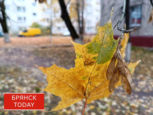 Днём без осадков: чего ждать от погоды брянцам 13 ноября