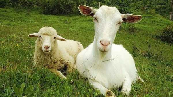 Брянцев предупредили об опасном заболевании у коз и овец