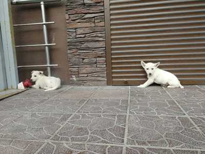 В Брянске в магазин мебели подкинули двух белых щенков