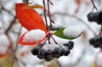 В Брянской области 18 ноября синоптики обещают снег
