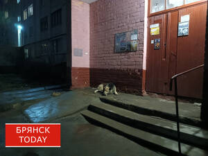 ЧП со стрельбой в Фокинском районе прокомментировала полиция