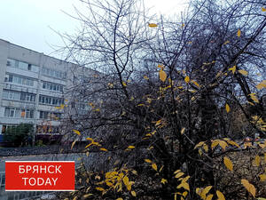 Потеплеет, но дождливо: брянцам сообщили о погоде на 25 октября