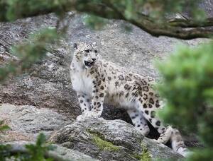 В России создадут программу по сохранению исчезающих диких животных