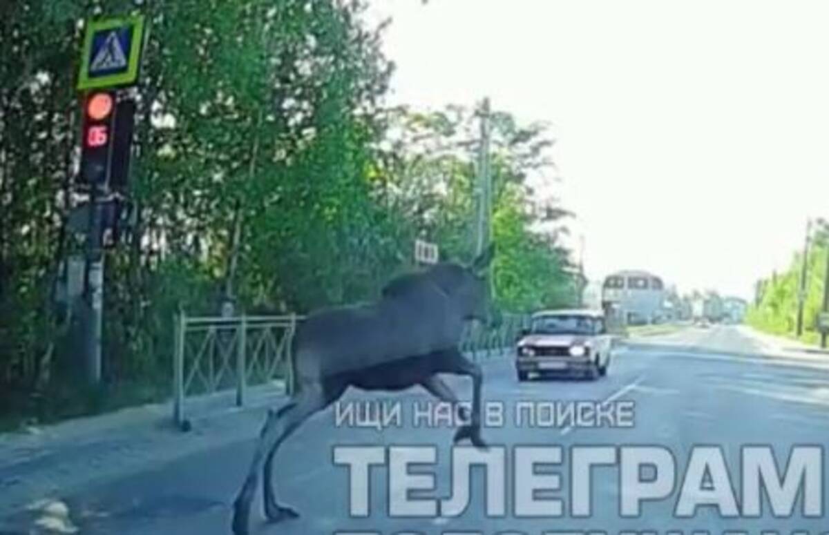 В Брянске сняли на видео забег лося на светофоре