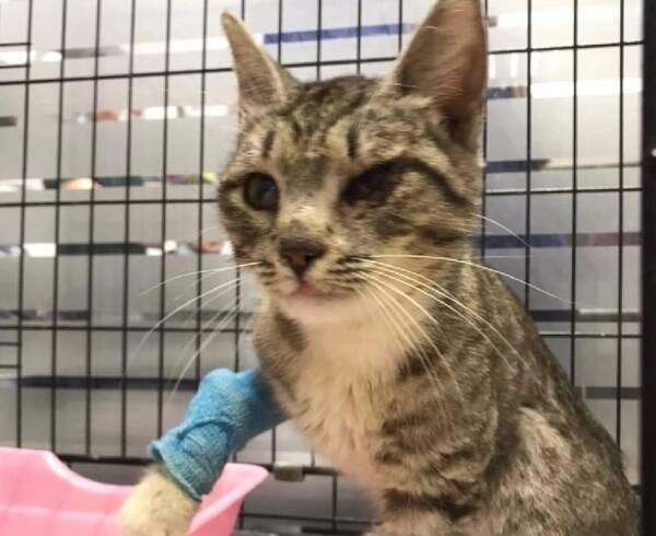 В Брянске ветеринары чудом спасли кошку Люсю с пулей в глазу