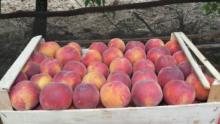 На Брянщину не пустили 15 тонн зараженных персиков из Турции