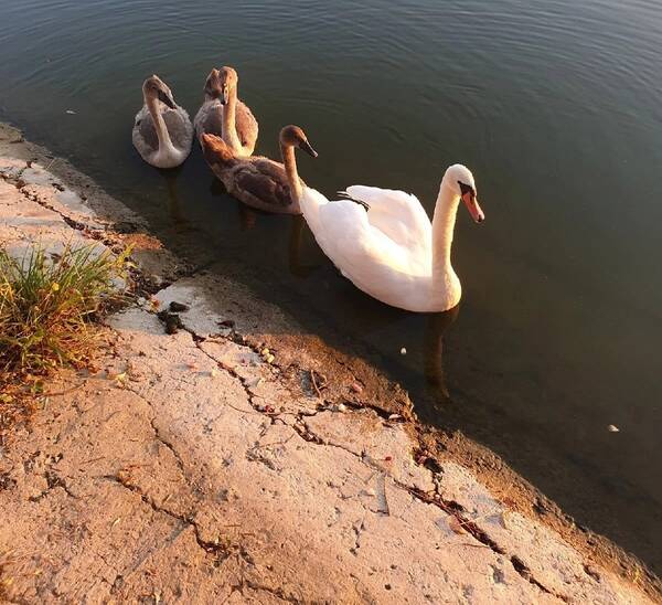 Многодетное семейство лебедей облюбовало Пильненское озеро в Дятькове