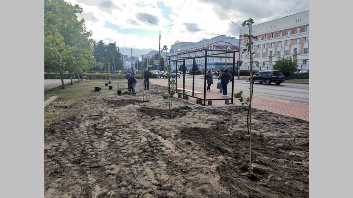 В Брянске вдоль отремонтированных дорог высадят 230 остролистных саженцев клёна