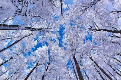 В Брянской области декабрь прогнозируют теплее нормы