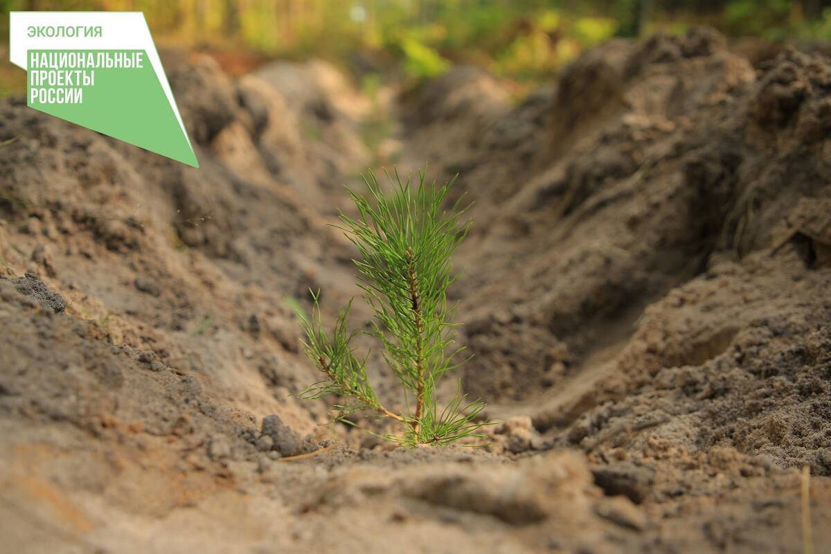 В 2022 году в Брянской области восстановили лес на 2,4 тыс га