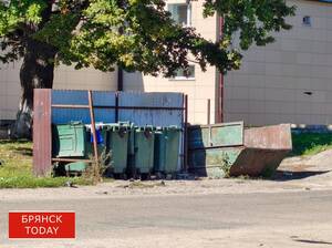 Трава, ветки и яблоки: брянцы забили мусорки не тем, чем нужно