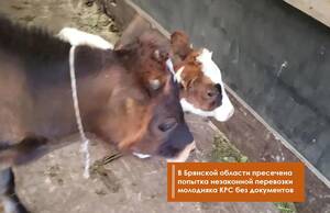 В Клинцовском районе задержали скот без ветеринарных документов