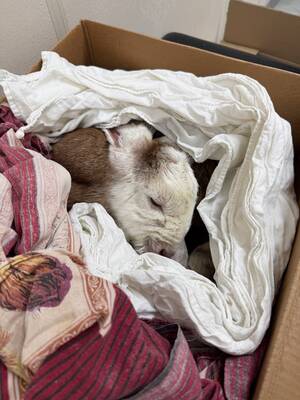 В Брянске породистого козленка бросили умирать в лесу в мороз